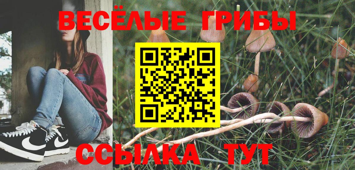 Камень-на-Оби  купить наркотик  Вход с VPN  Псилоцибиновые грибы Cubensis  Псилоцибиновые грибы GOLDEN TEACHER 